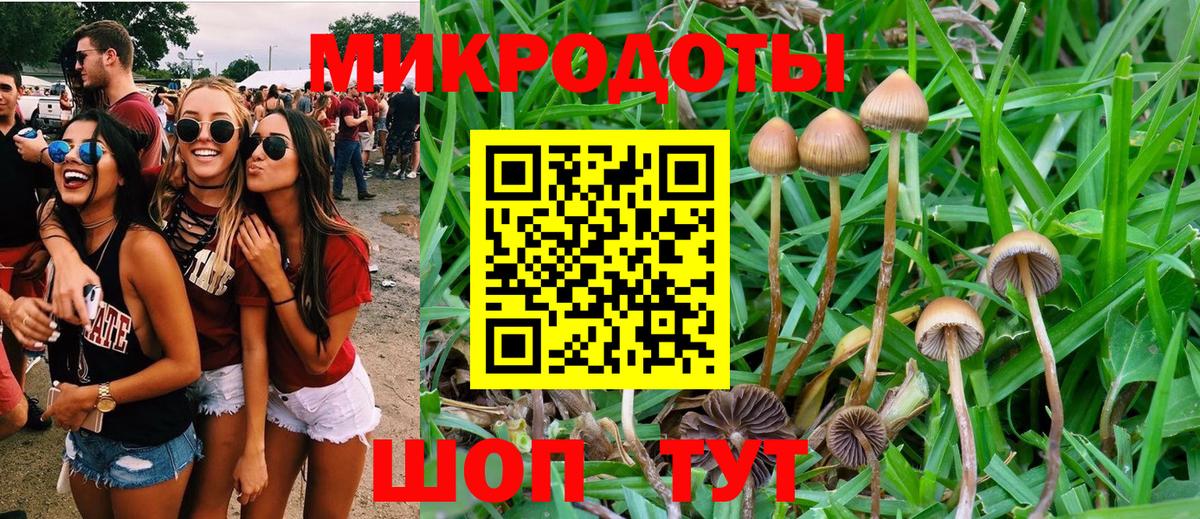 Галлюциногенные грибы Psilocybe Владимир
